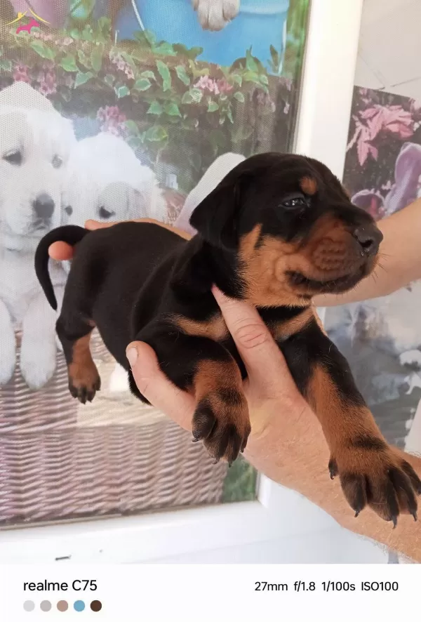 Harika Doberman Yavrularımız