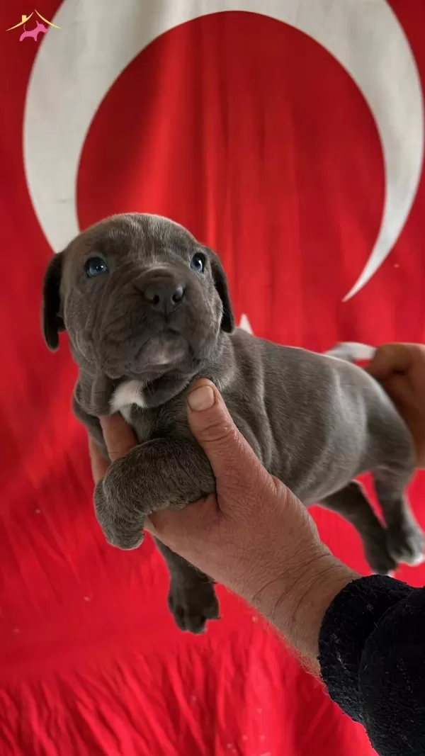 Koca Kafalı Cane Corso Yavruları