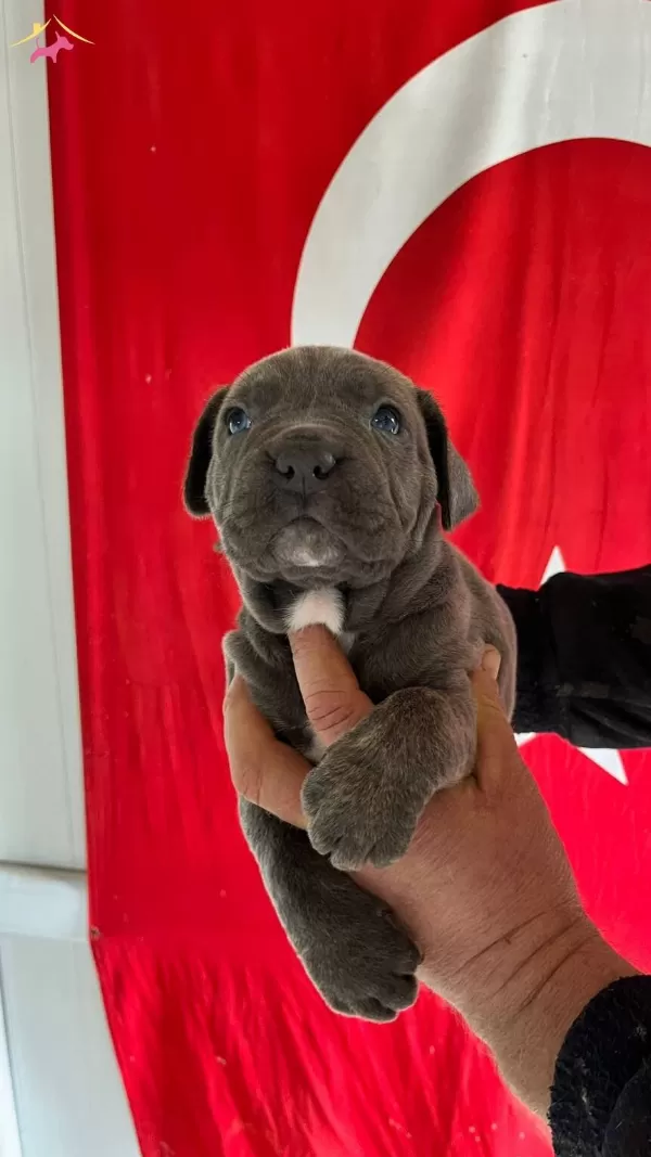 Koca Kafalı Cane Corso Yavruları