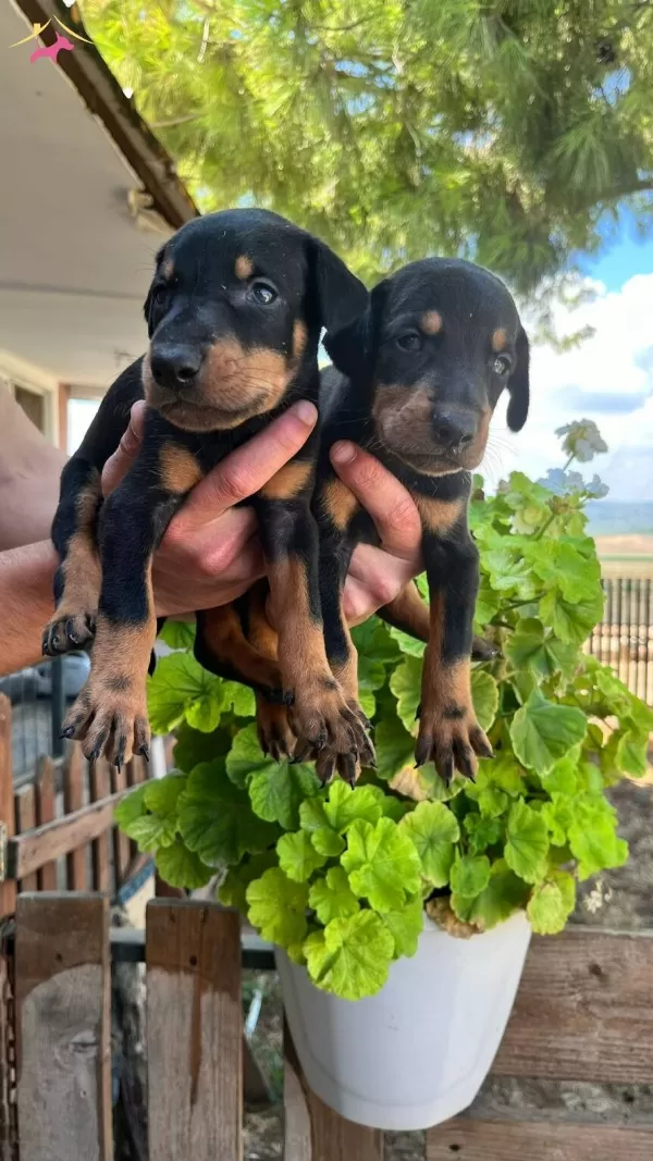 Kaliteli Doberman Yavrularımız