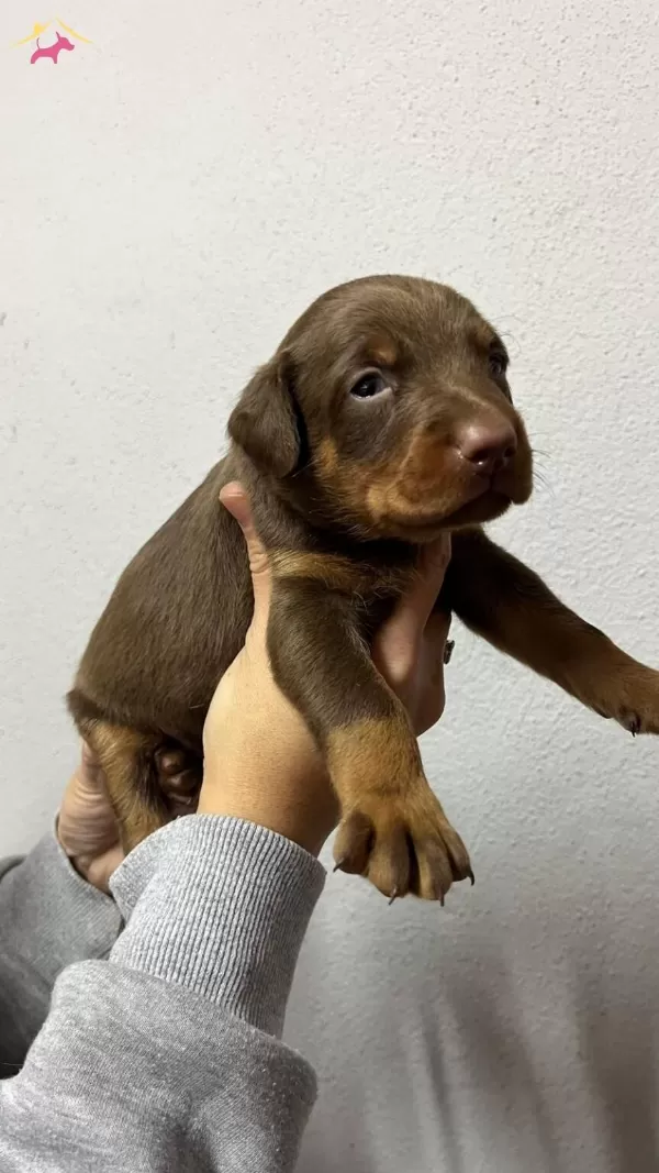 Kaliteli Doberman Yavrularımız