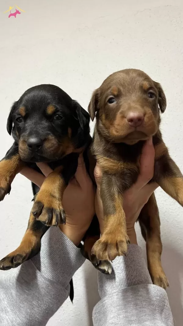 Kaliteli Doberman Yavrularımız