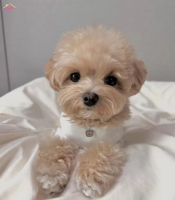 Irkının En Kucugu Teddy Yüz Maltipo Yavrular