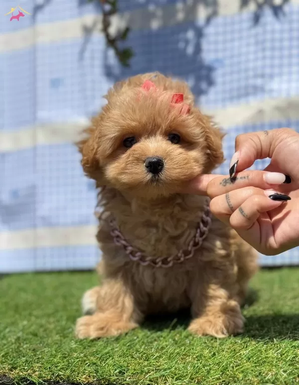 Kore Babadan Kore Kan Maltipoo Bebekler