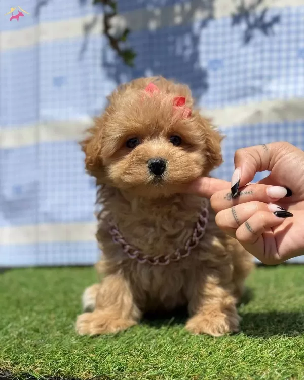 Kore Babadan Kore Kan Maltipoo Bebekler