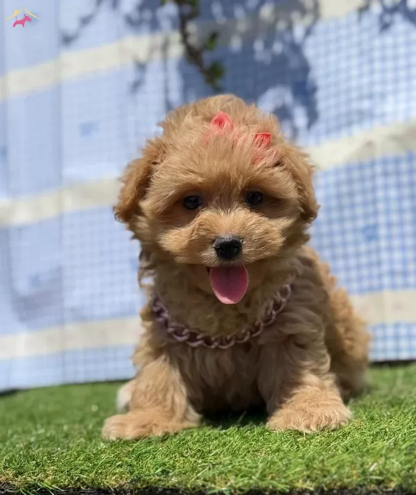 Kore Babadan Kore Kan Maltipoo Bebekler