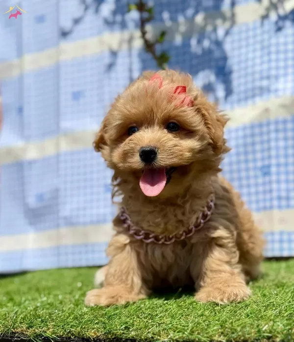 Kore Babadan Kore Kan Maltipoo Bebekler