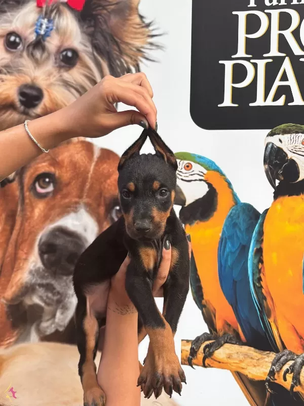 Irk Ve Saglik Garantili King Doberman Yabrularım