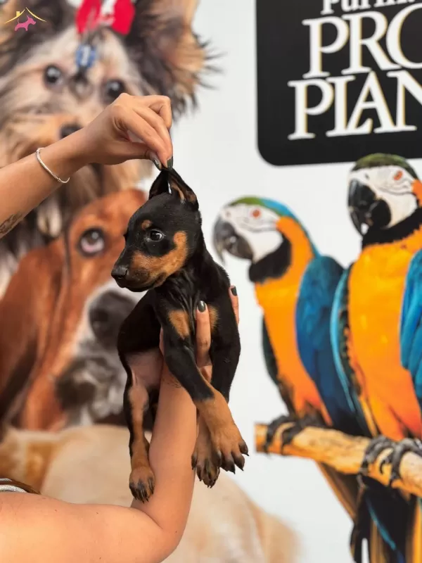 Irk Ve Saglik Garantili King Doberman Yabrularım