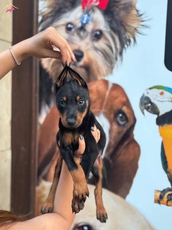 Irk Ve Saglik Garantili King Doberman Yabrularım