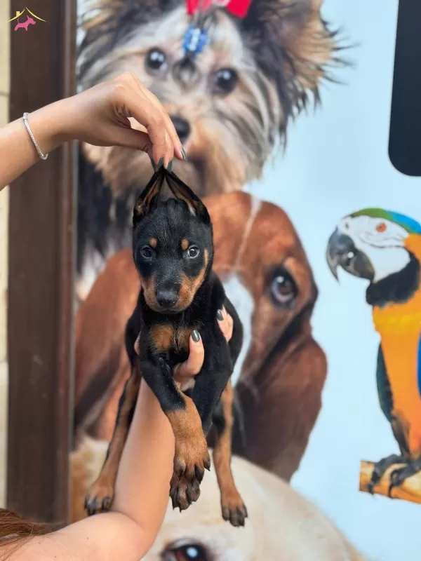 Irk Ve Saglik Garantili King Doberman Yabrularım