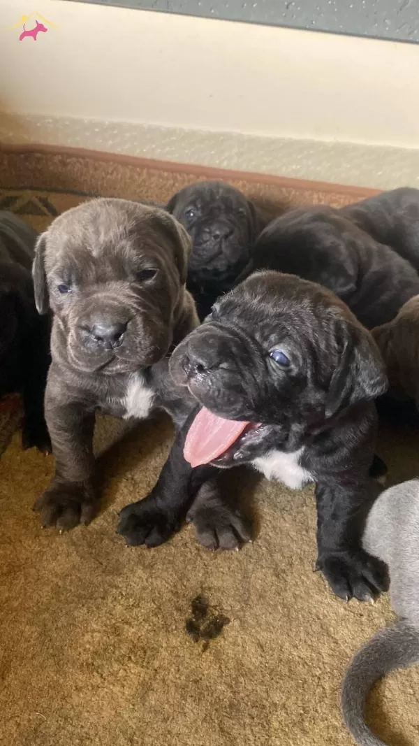 Harika Kondisyonlu Cane Corso