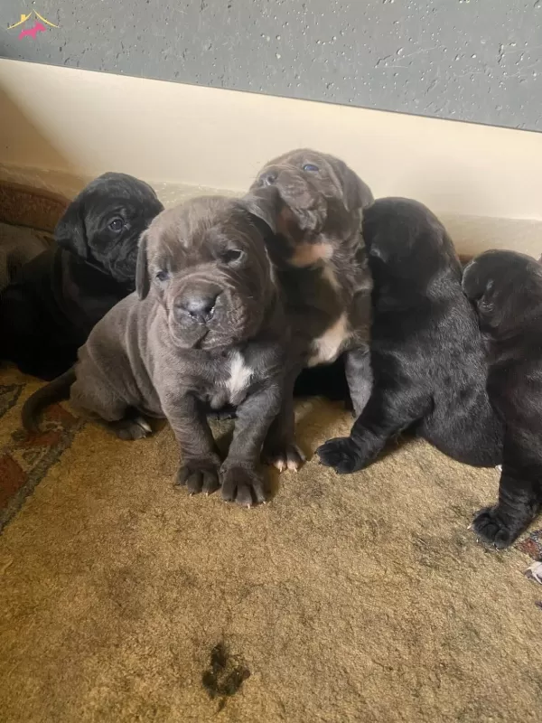 Harika Kondisyonlu Cane Corso