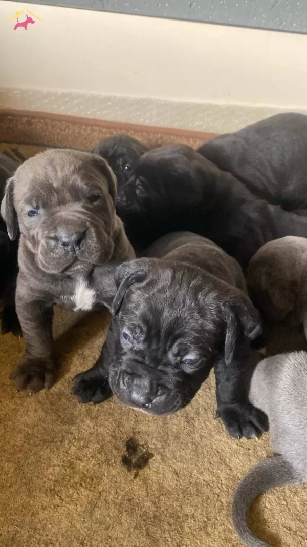 Muhteşem Cane Corso Yavruları