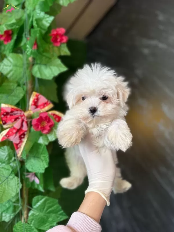 Kar Beyazı Maltese Terrier