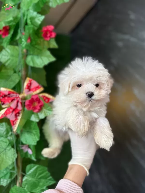Kar Beyazı Maltese Terrier