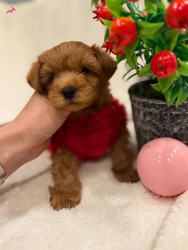 Alerji Dostu Sevimli Maltipoo Yavrusu