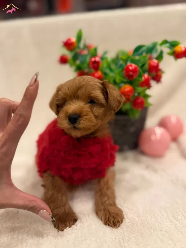 Alerji Dostu Sevimli Maltipoo Yavrusu