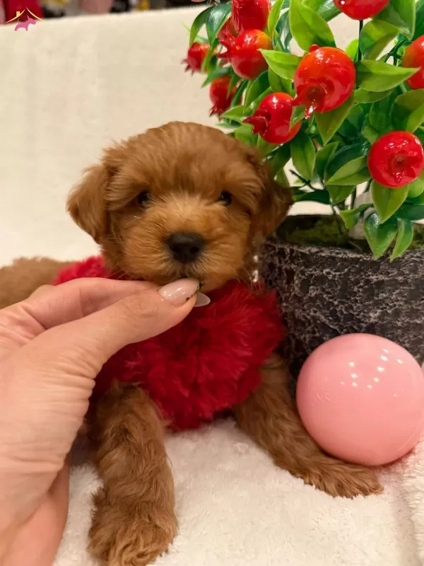 Alerji Dostu Sevimli Maltipoo Yavrusu