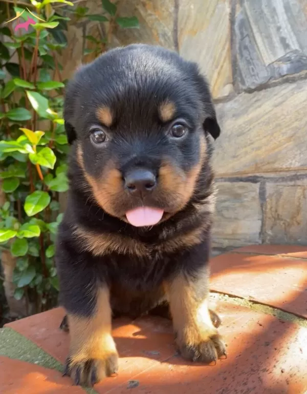 Anne Baba A Scrli Safkan Rotweiller Yavruları