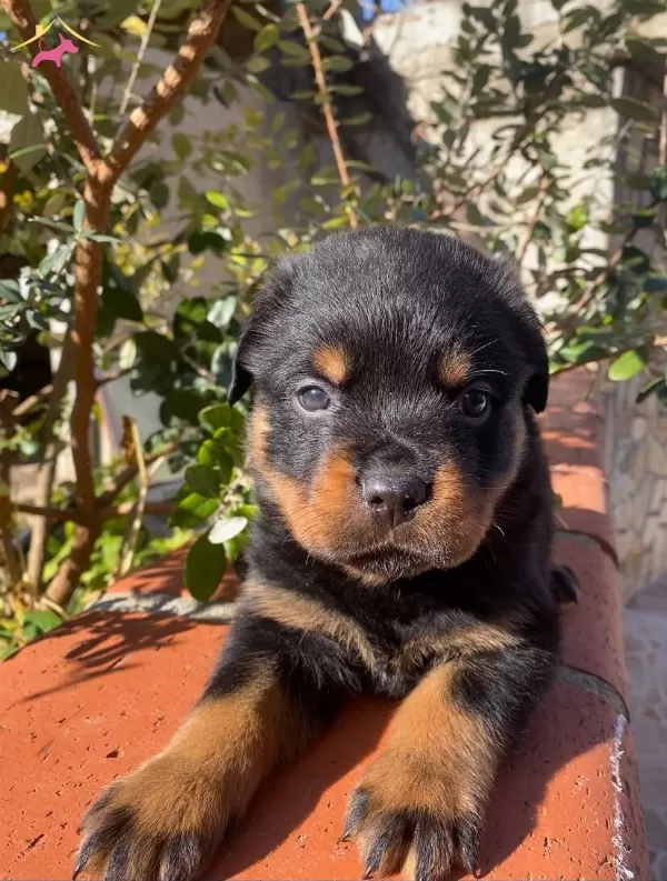 Anne Baba A Scrli Safkan Rotweiller Yavruları