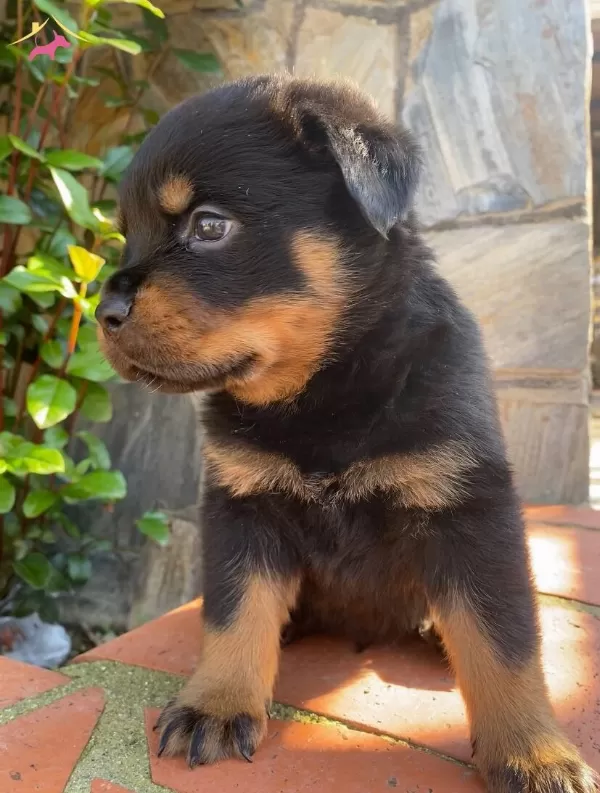 Anne Baba A Scrli Safkan Rotweiller Yavruları