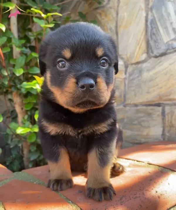 Anne Baba A Scrli Safkan Rotweiller Yavruları