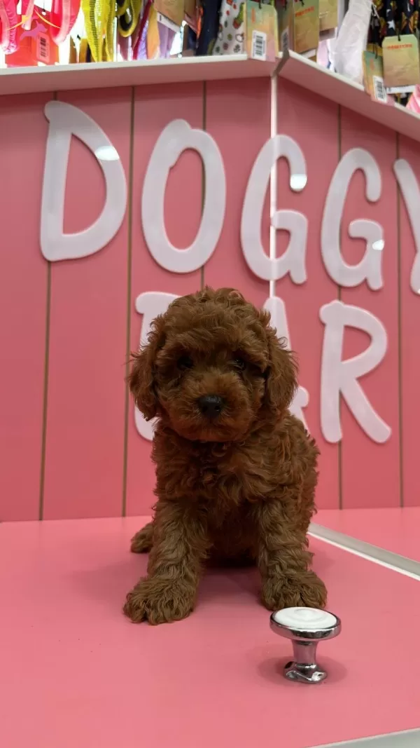 Kivir Kivir tüy Yumagi Poodle Yavrularımiz