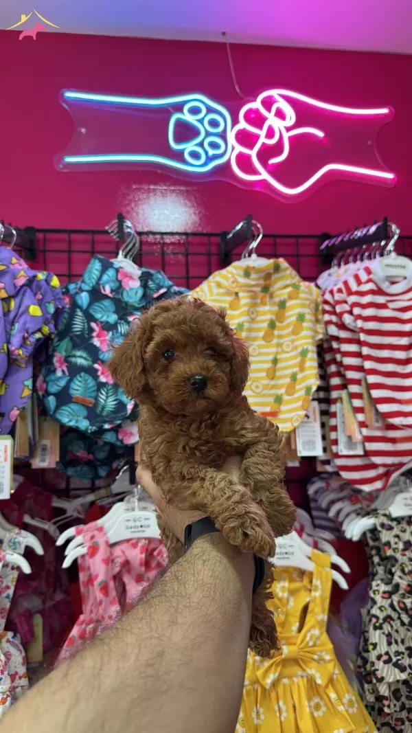 Kivir Kivir tüy Yumagi Poodle Yavrularımiz