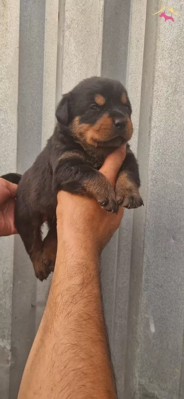 Macar Koca Kafa Rottweiler Bebeklerim
