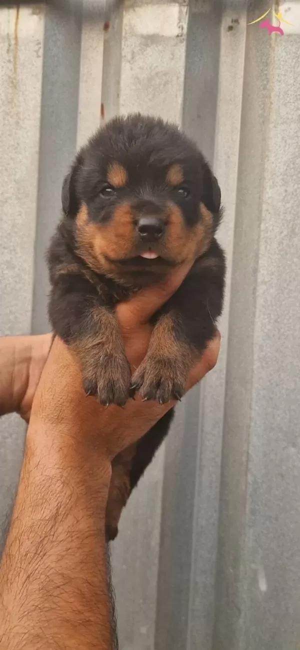 Macar Koca Kafa Rottweiler Bebeklerim