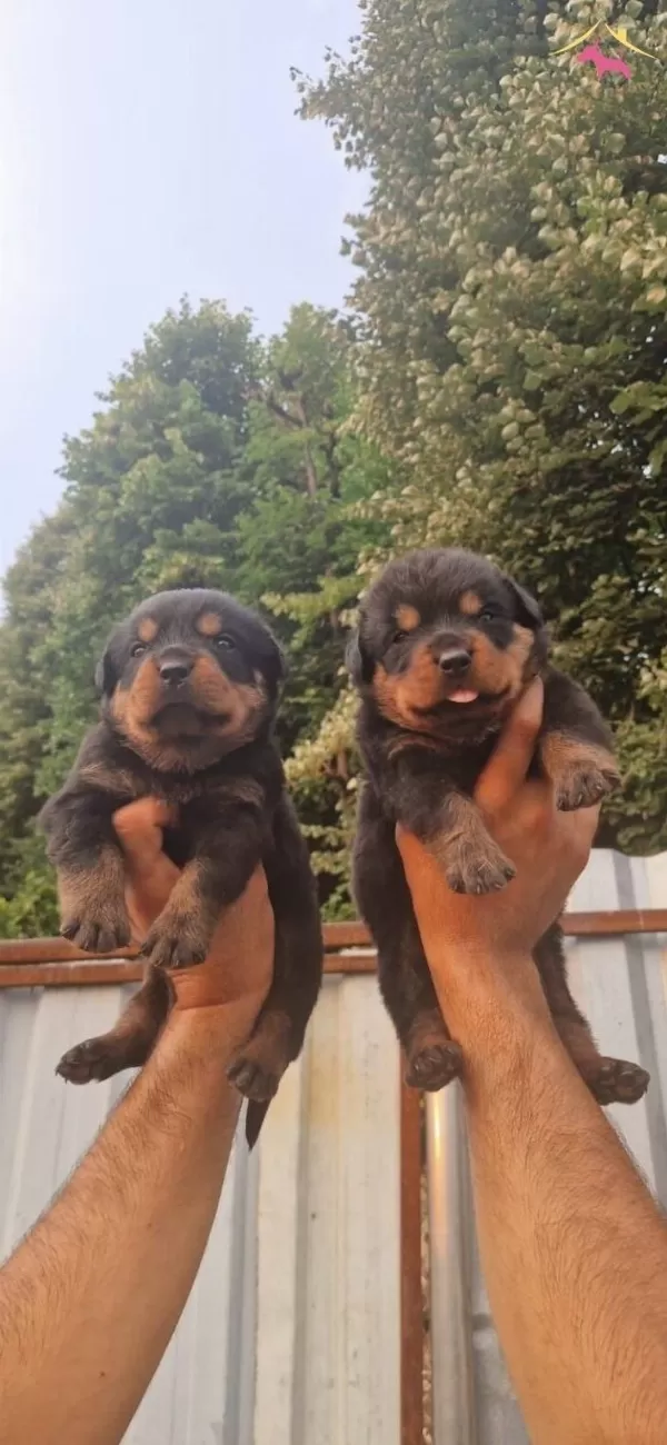 Macar Koca Kafa Rottweiler Bebeklerim