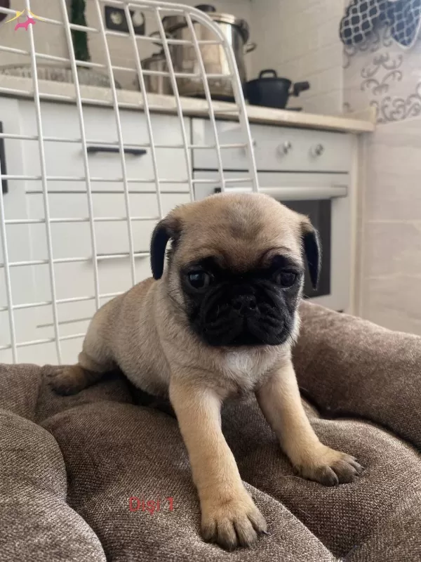 Sirinmi Sirin Gul Kuyruk Pug Bebeklerimiz