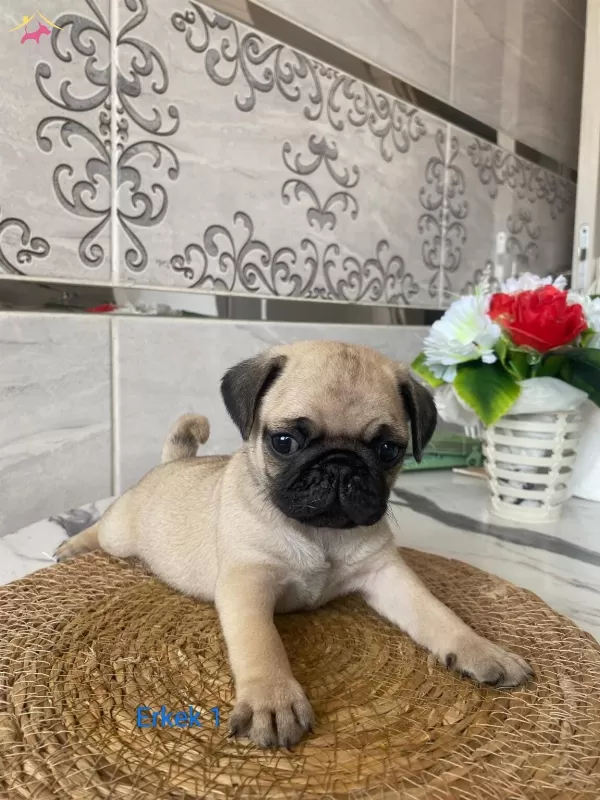Sirinmi Sirin Gul Kuyruk Pug Bebeklerimiz