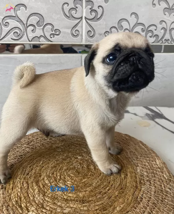 Sirinmi Sirin Gul Kuyruk Pug Bebeklerimiz