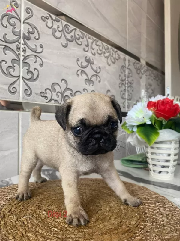 Sirinmi Sirin Gul Kuyruk Pug Bebeklerimiz