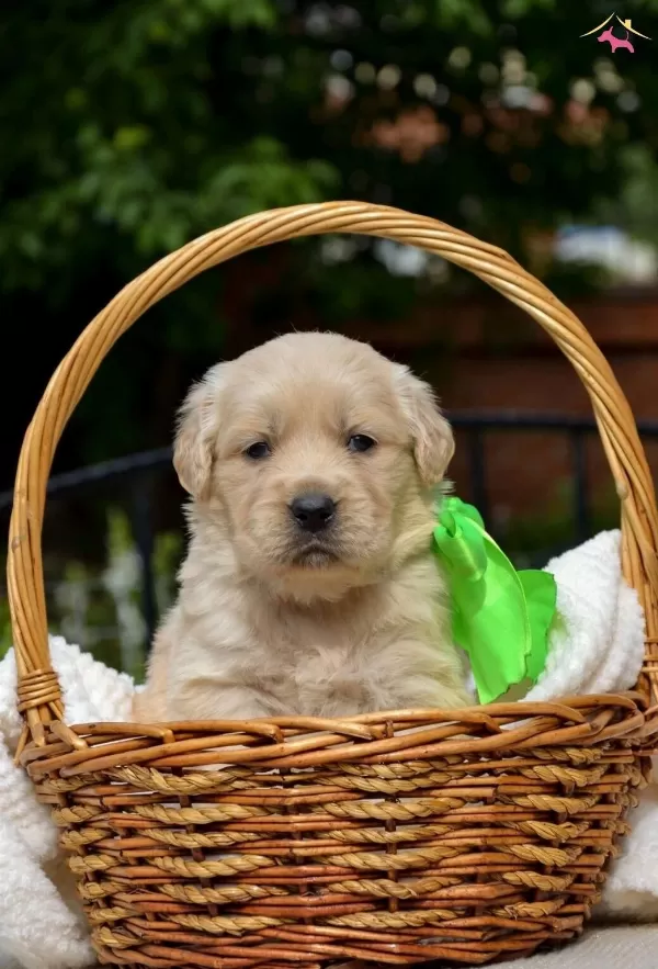 Dunyalar Tatlısı Golden Bebeklerim