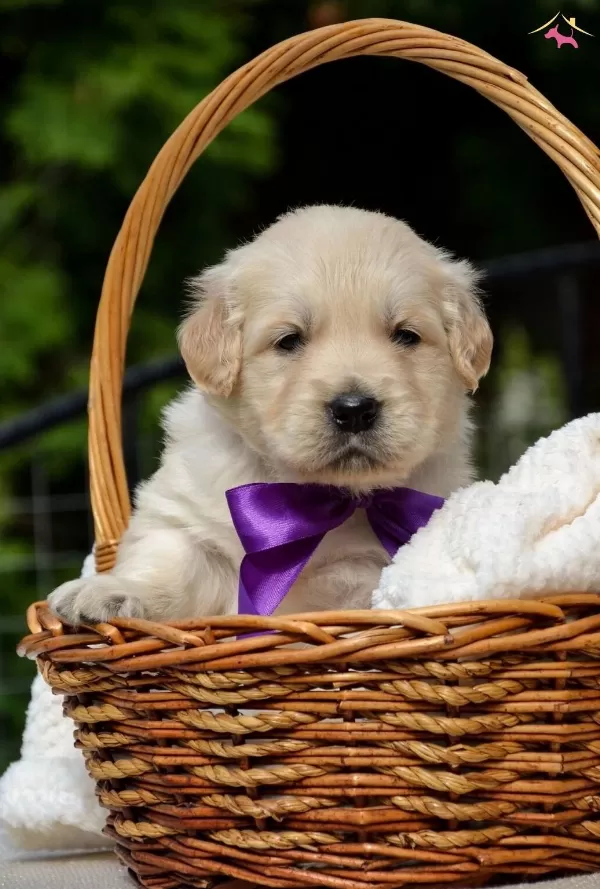 Dunyalar Tatlısı Golden Bebeklerim
