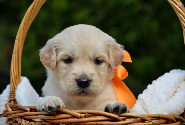 Dunyalar Tatlısı Golden Bebeklerim