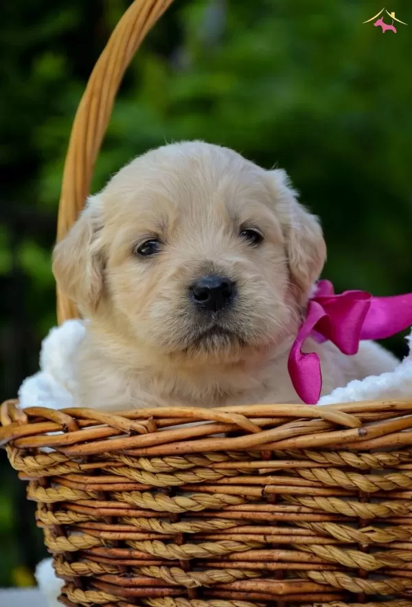 Dunyalar Tatlısı Golden Bebeklerim