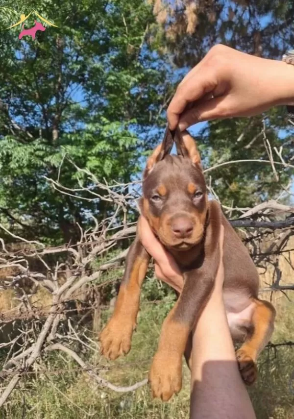 Siyah Kızıl Mukemmel Doberman Bebeklerim