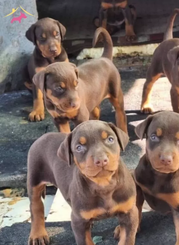 Siyah Kızıl Mukemmel Doberman Bebeklerim