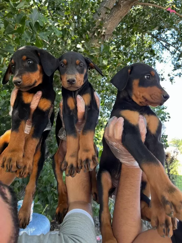 Siyah Kızıl Mukemmel Doberman Bebeklerim