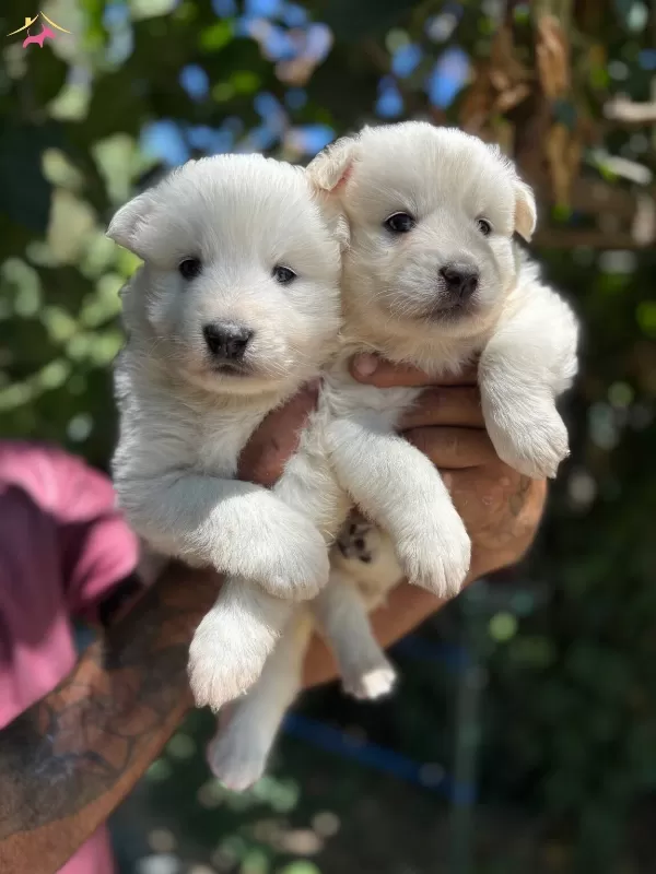 Mukemmel Bembeyaz Samoyed Yavrularımız