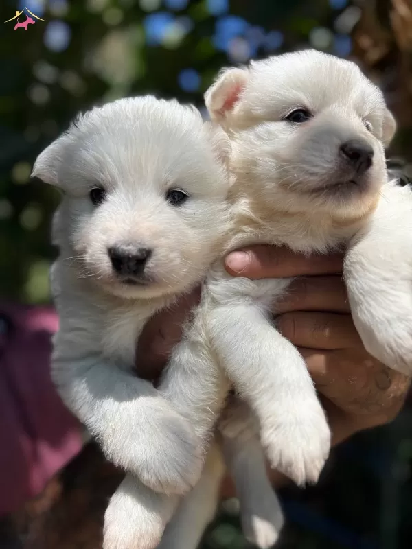 Mukemmel Bembeyaz Samoyed Yavrularımız