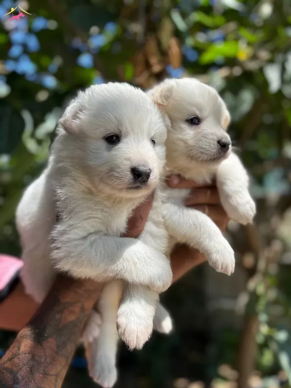 Mukemmel Bembeyaz Samoyed Yavrularımız