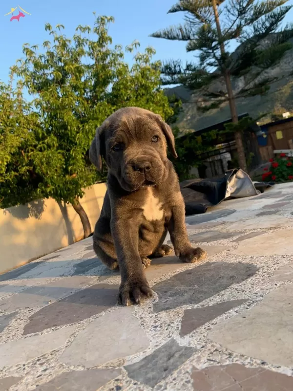 Cane Corsa Yavruları Hazır