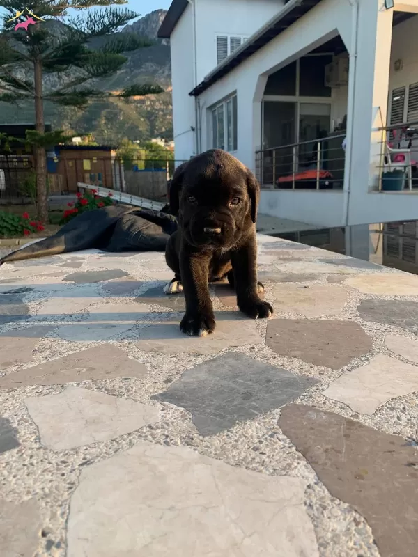 Cane Corsa Yavruları Hazır