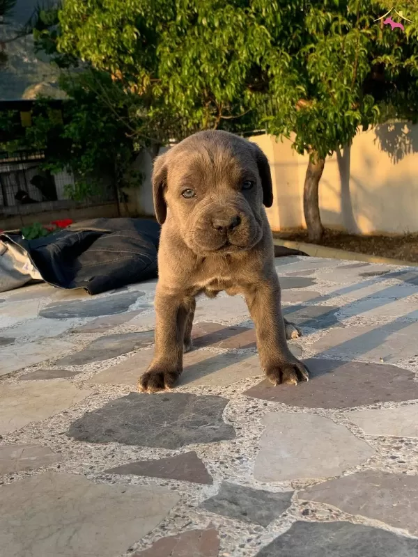 Cane Corsa Yavruları Hazır