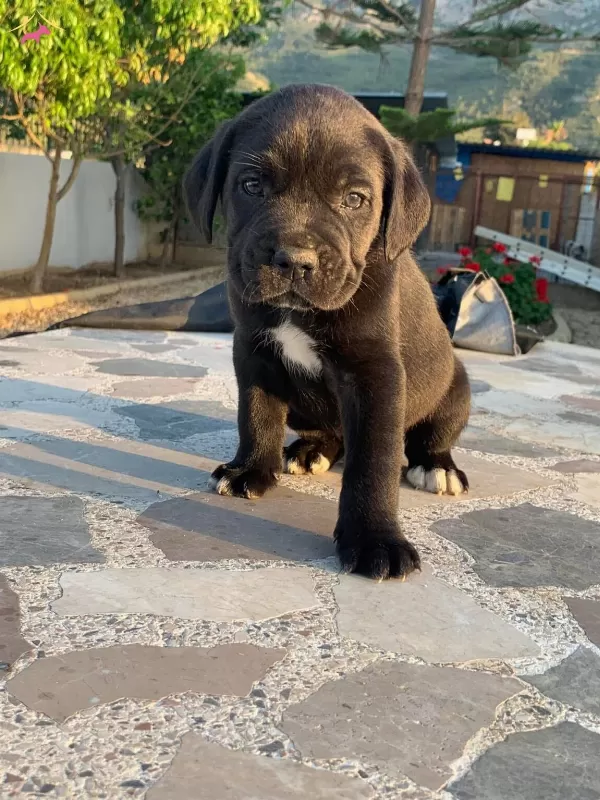 Cane Corsa Yavruları Hazır